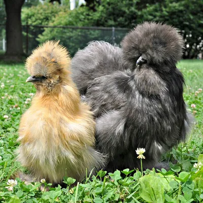 Дикая джунглевая курица, или банкивская курица, или китайская курица |  zoo-ekzo.com- Экзотические животные