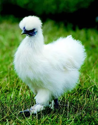 Растрёпа китайская шёлковая курица…» — создано в Шедевруме