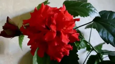 Гибискус (Китайская роза) Surprising Hibiscus Flower - YouTube