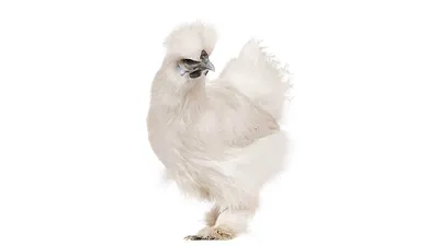 Растрёпа китайская шёлковая курица…» — создано в Шедевруме