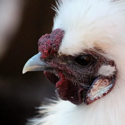 шелк. шелковый. китайская шелковая курица. это порода курицы, названная для  ее необычной пушистой сливы Стоковое Фото - изображение насчитывающей  изолировано, мило: 235847404