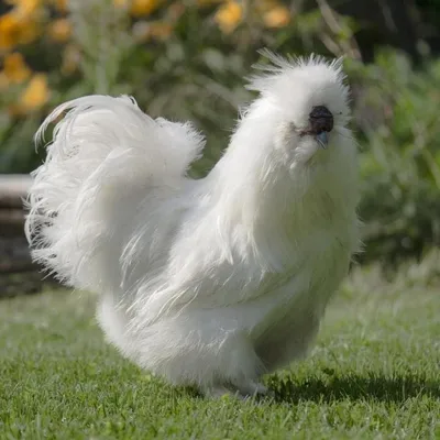Фото животных: Китайская шёлковая курица. Валерий Мышастый. - ANIMAL PHOTO