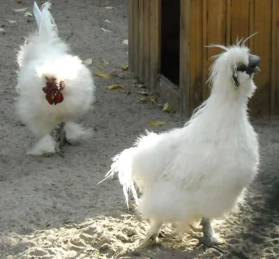 Китайская шёлковая курица : целебный курокролик