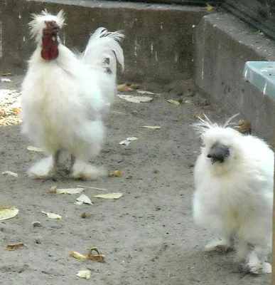 Новосибирский зоопарк - фото Курица китайская шелковая - photos