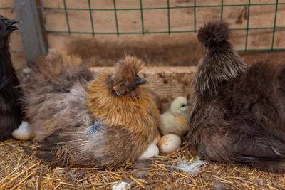 Куры Китайская шелковая, яйцо, цыплята - доска объявлений о продаже  животных Bim.ua id:2912