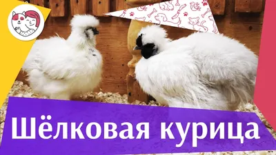 Китайская шелковая