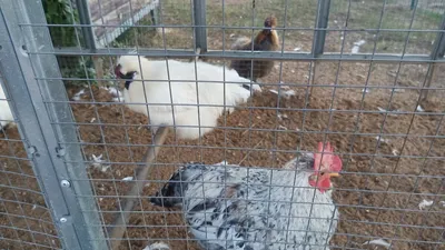 Китайская шелковая курица яйцо, цыплята — купить в Москве | Объявление  №150111 | ZVERO
