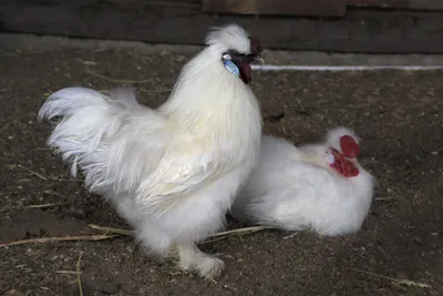 Китайская Шелковая Курица цыплята и молодняк: 300 грн. - Сельхоз животные  Карпиловка на Olx