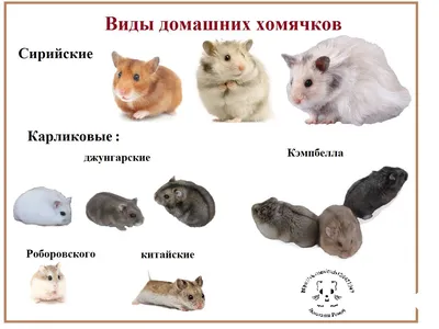 ТОП популярных хомяков для дома | Petshop Journal | Дзен