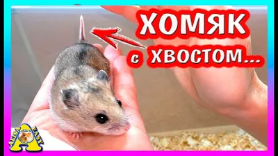 Содержание Китайского карликового хомяка | Домашние питомцы | Дзен