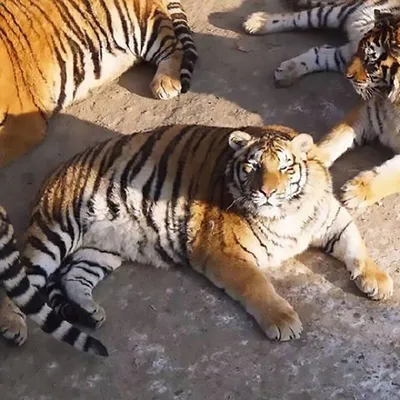 Китайцы закормили амурских тигров — Naked Science