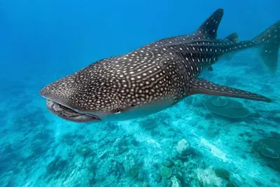 Crocodile Club - Дайвинг клуб. - Всемирный День китовой акулы  (International Whale Shark Day) отмечается 30 августа. Китовая акула,  достигающая 20 метров в длину и весящая около 34 тонн, была впервые описана