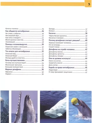 киты и дельфины. векторная иллюстрация морских млекопитающих, таких как  горбатый кит, дельфин и киллер Иллюстрация вектора - иллюстрации  насчитывающей чертеж, морск: 221807433