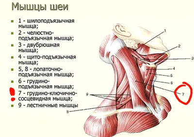 Растёт второй подбородок, участились головные боли, щёлкает челюсть,  снизился слух. Виновата всего одна мышца. Покажу, какая. | Пампушка на  сушке | Дзен