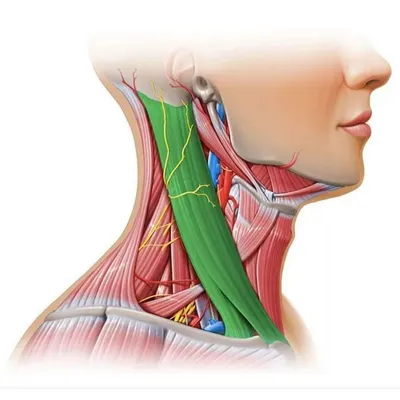 Шея - упражнения и тренировка шейных мышц. | Пикабу