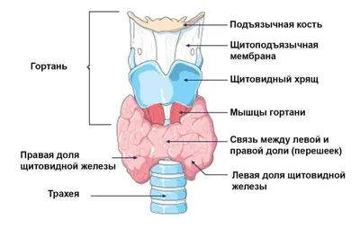 Кивательная мышца шеи - 67 фото