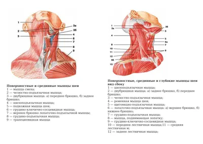 Кивательная мышца шеи - 67 фото