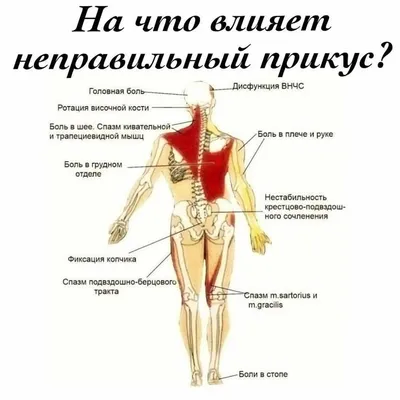 Мышцы шеи: как накачать их лучшими упражнениями