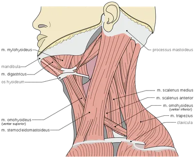 Мышцы шеи человека — Википедия