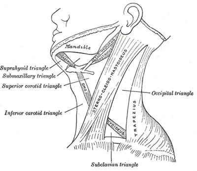 Muscle test (MT). Sternocleidomastoid (SCM) and scalene muscles - YouTube