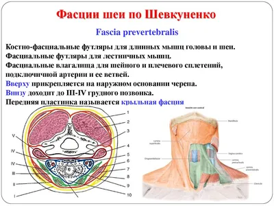 Инфицированная киста 3 жаберной дуги, осложненная абсцессом кивательной...