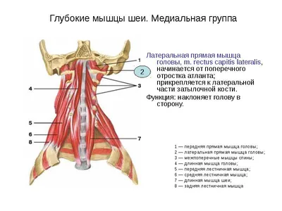 Грудино-ключично-сосцевидная мышца