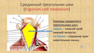 Кривошея - причины появления, симптомы заболевания, диагностика и способы  лечения