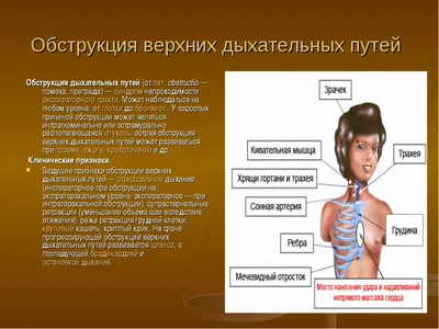 Топография головы и шеи - презентация онлайн