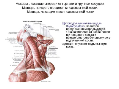 Синдром лестничной мышцы - Клиника Спина Здорова