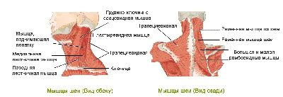 Кивательной Мышцы Мужчины Вид Анатомия Передней Изолированных Фотография,  картинки, изображения и сток-фотография без роялти. Image 26054427