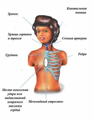 Массажист - ЖЕЛУДОК, А ЧТО ДАЛЬШЕ? С чем связан желудок с точки зрения  прикладной кинезиологии? Мышцы: Большая Грудная мышца, кивательная мышца,  жевательная мышца, двуглавая мышца плеча. Меридиан желудка. Max актив.  7:00-9:00 Min