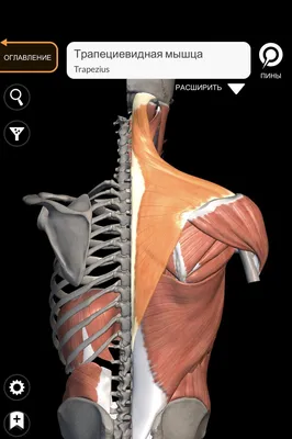 Движение головы - 3D-сцены - Цифровое образование и обучение Мozaik