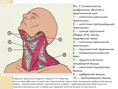 Топографическая анатомия шеи - презентация онлайн