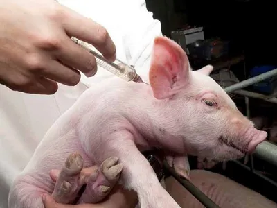 Классическая чума свиней (CSFV Ab) - купить по выгодной цене |  Vetdiagnostics.ru