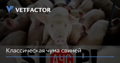 Вебинар: Экономические аспекты классической чумы свиней. Алгоритм решения:  новости животноводства