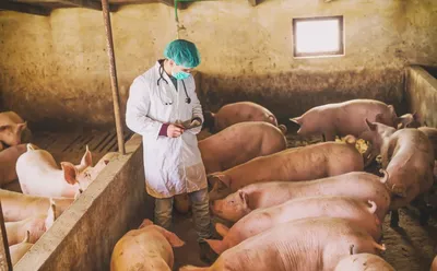Новые ветправила по классической чуме свиней начнут действовать в  Камчатском крае c марта 2021 года