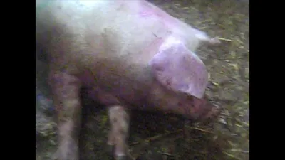 Управление ветеринарии Брянской области - Классическая чума свиней