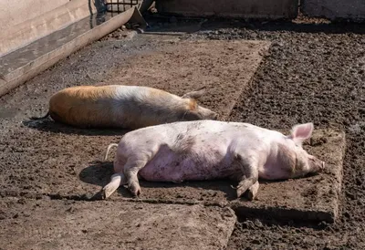 Клинические проявления африканской чумы свиней в полевых условиях - Статьи  - pig333.ru, от фермы к рынку