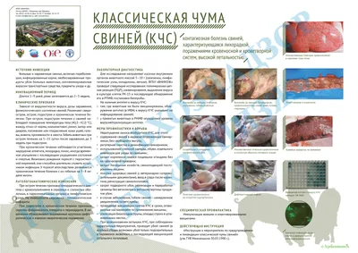 Готовы ли мы к тому, чтобы в полевых условиях распознать АЧС? - Статьи -  pig333.ru, от фермы к рынку