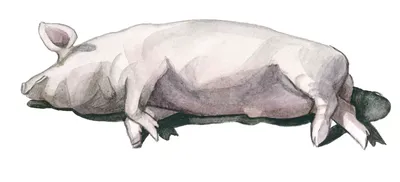 Классическая чума свиней. Управление ветеринарии Алтайского края