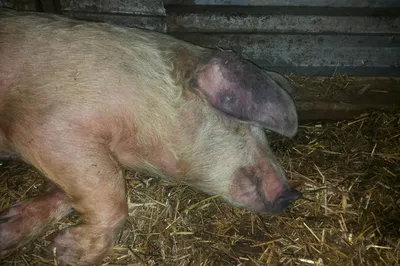 Как уберечь пятачки: названы болезни, опасные для свиноводства —  Федеральный центр охраны здоровья животных