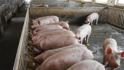 Рядом с Литвой - новые очаги африканской чумы свиней - Delfi RU