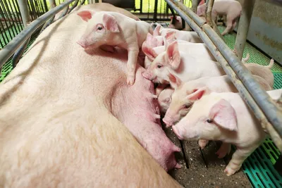 Что сделано для защиты животных от опасных инфекций? | Новости Приднестровья