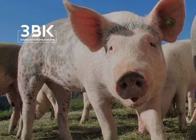 1,5 миллиарда убытков и уголовное дело: как делали вакцину от чумы свиней |  Новости Беларуси | euroradio.fm