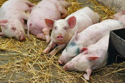 Классическая чума свиней выявлена в Бразилии после года благополучия |  Ветеринария и жизнь