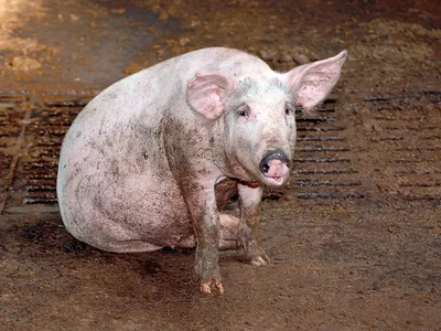 В лес не ходить, свиней вакцинировать, советуют специалисты ветнадзора  Уссурийска - UssurMedia.ru
