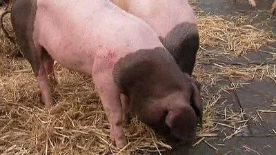 В Латвии обнаружили африканскую чуму свиней - KP.RU