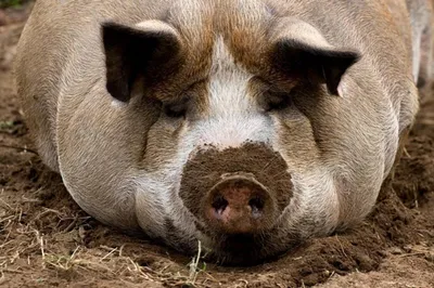В Китае создали ГМ-свиней, которым не страшна чума