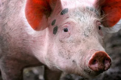 NEWSru.com :: Рязанская область ввела режим ЧС из-за африканской чумы свиней
