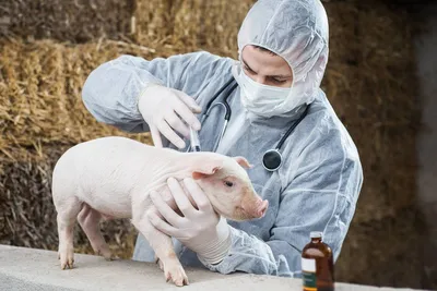 Чума у свиньи: причины, симптомы и лечение | компания NITA-FARM